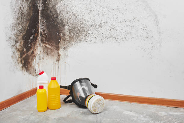 Trusted Rosebud, TX Mold Removal Experts
