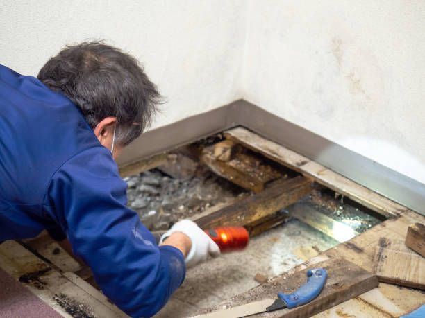 Best Home Mold Removal  in Rosebud, TX