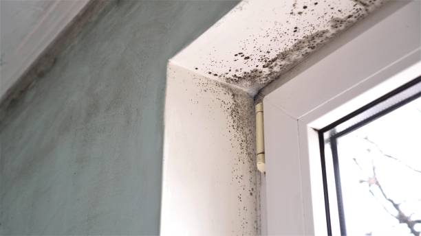 Best Home Mold Removal  in Rosebud, TX