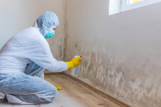 Attic Mold Removal in Rosebud, TX