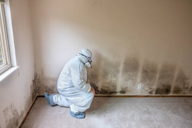 Mold Removal Process in Rosebud, TX