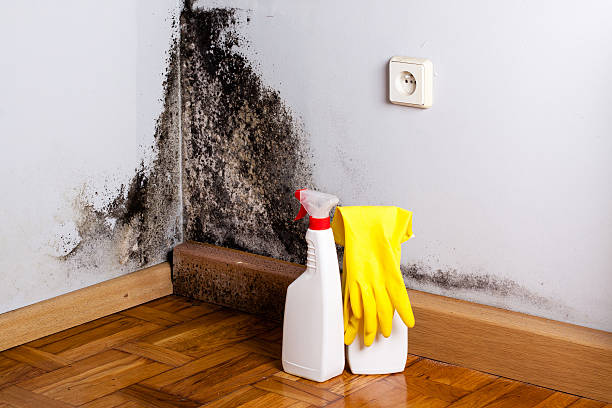 Best Attic Mold Removal  in Rosebud, TX
