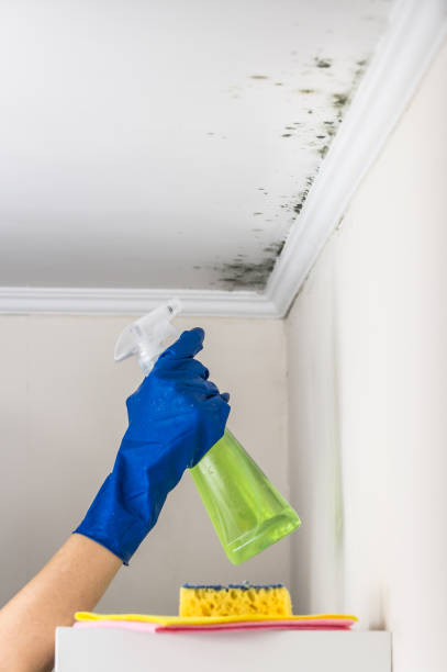 Office Mold Removal Services in Rosebud, TX